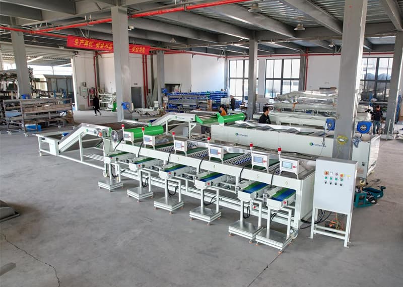 images/1689753665883Clasificador de ajo11.jpg